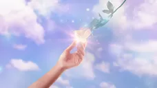 imagen de Los Milagros De La Rosa