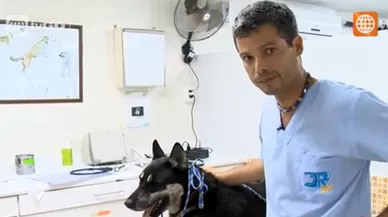 Dr. Vet - Transmitido el 31/10/2015